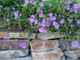 Natursteinmauer mit Bepflanzung